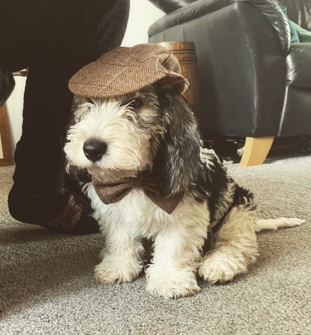 tweed dog hat