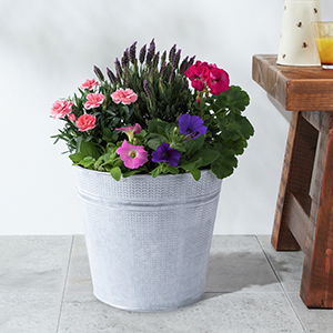 Marks and Spencer: Flowers & plants with free delivery | Milled