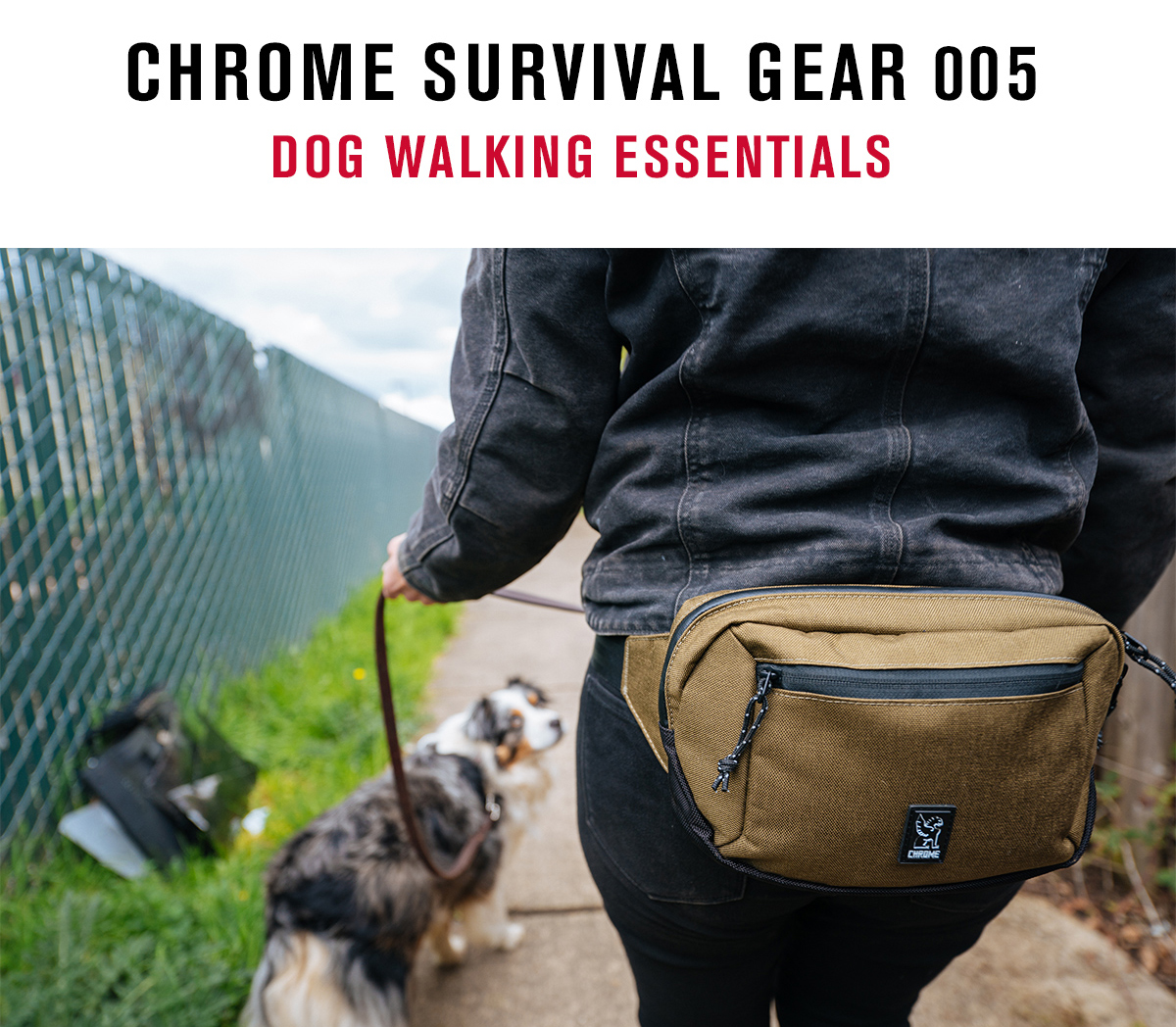 dog walking gear