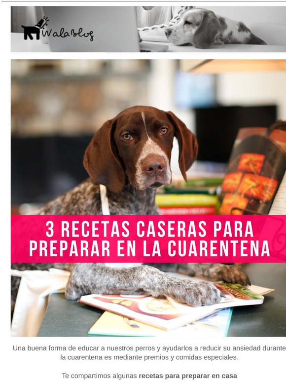 3 Recetas para la Cuarentena  🐶🍪