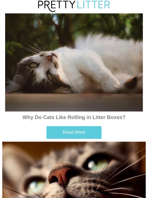 cat rolling in litter