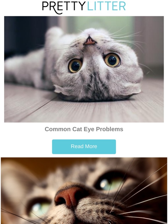 Pretty Litter How to Recognize Common Cat Eye Problems Milled