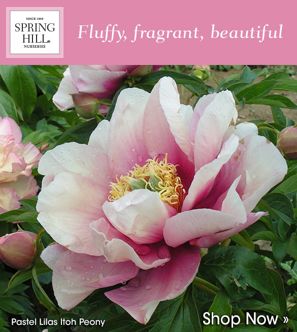 Spring Hill Nursery Consider The Peony Milled