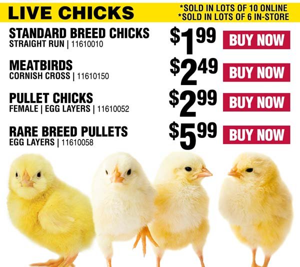 Rural 🐥 We Have Chicks! 170+ Breeds Available For Special
