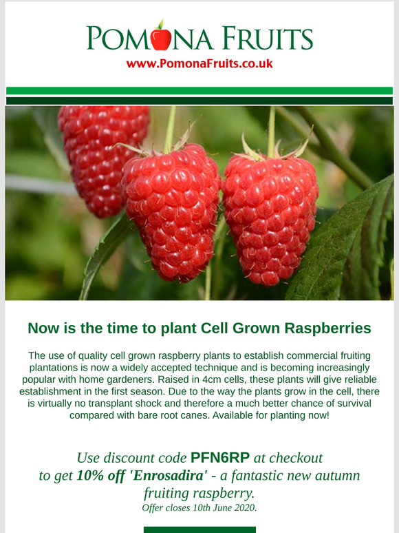 Pomona Fruits: Spring Potted Raspberries | Milled