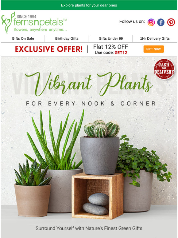 Ferns N Petals UAE Green The Thoughtful Gifting 🌿 Milled