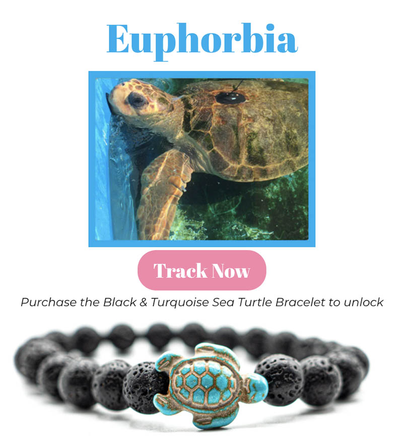 turtle bracelet tracking