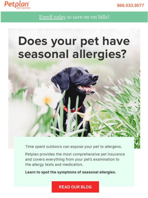 Find out if your pack has seasonal allergies...