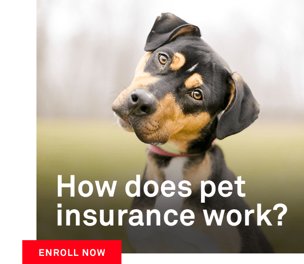 Petplan Pet insurance Curious how pet insurance works? Milled