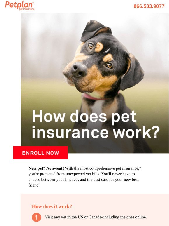 Curious how pet insurance works?