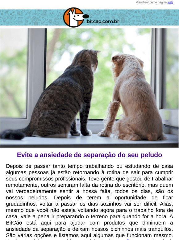Evite a ansiedade de separação do seu peludo