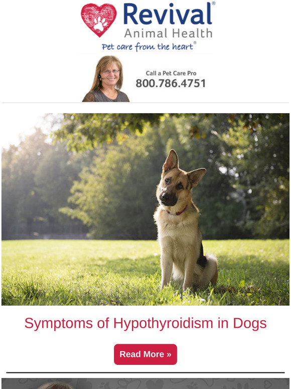 Revival Animal Health How to Know if Your Dog Has Hypothyroidism Milled
