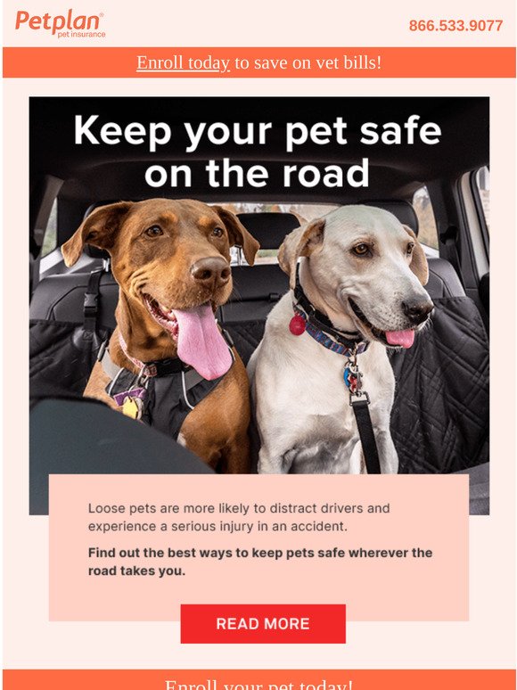 Keep your pack safe while on the road 🚗