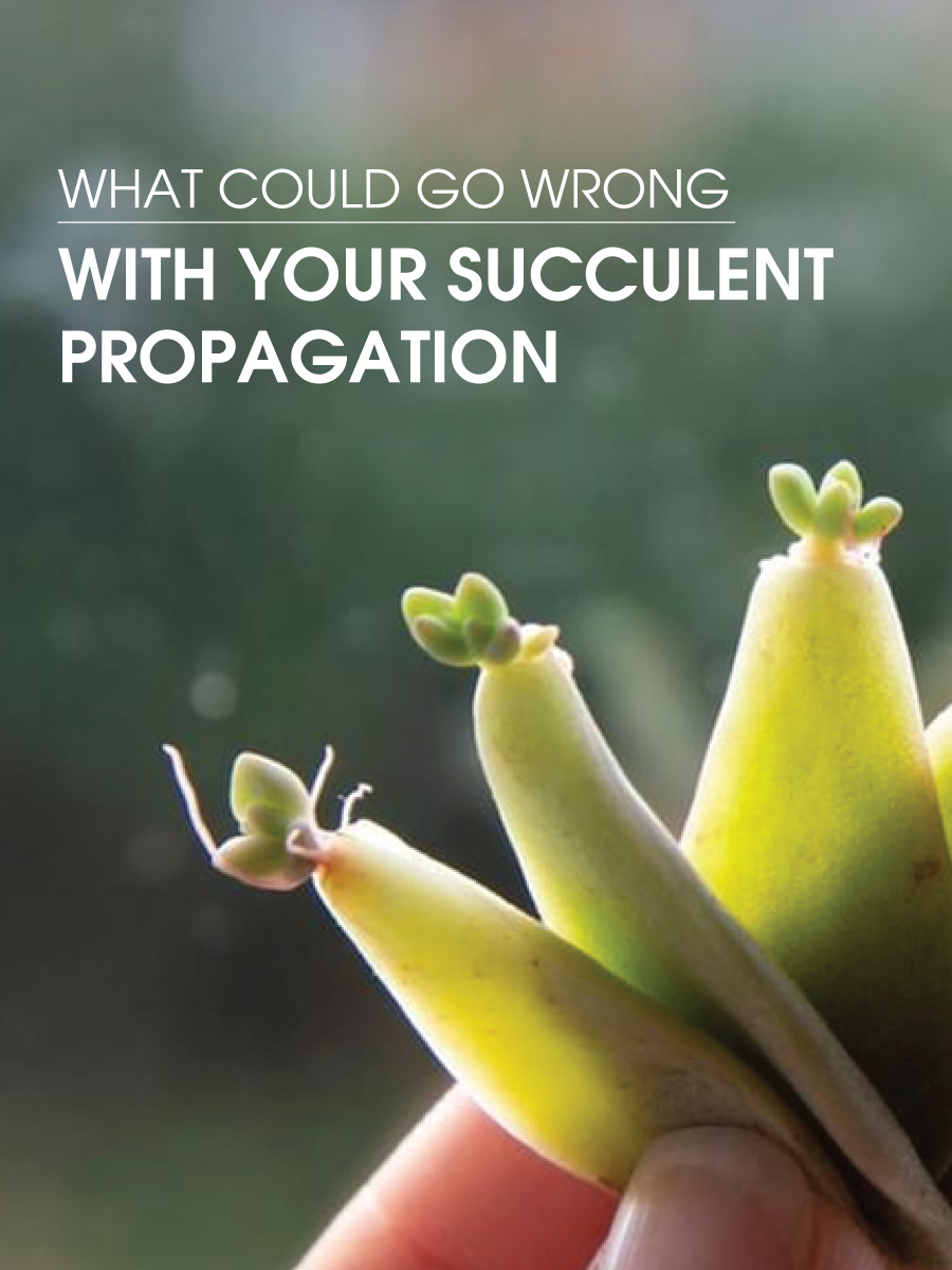 Succulents Box Why Does Your Leaf Propagation Fail Milled