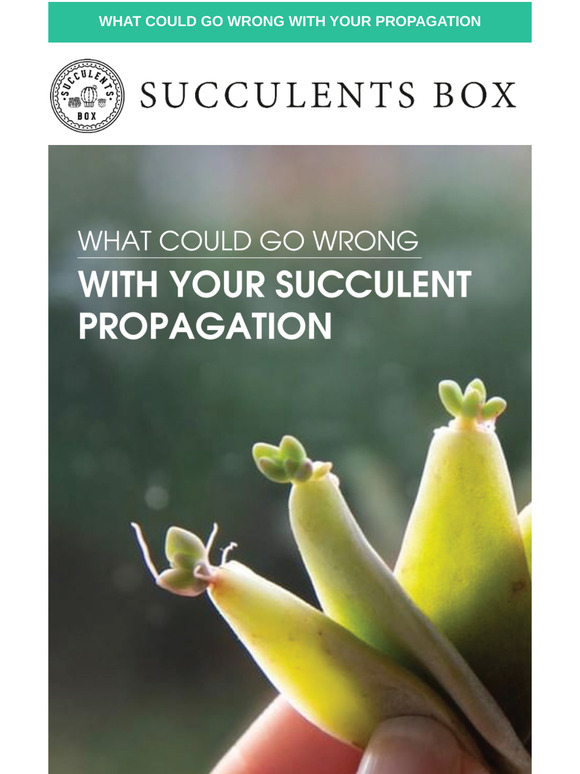 Succulents Box Why Does Your Leaf Propagation Fail Milled