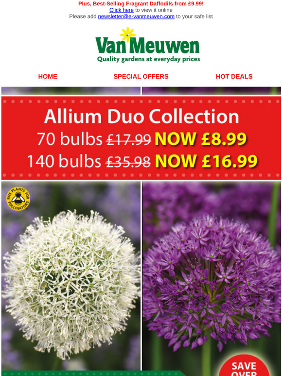 Van Meuwen Amazing Alliums Now Only 13p A Bulb Milled