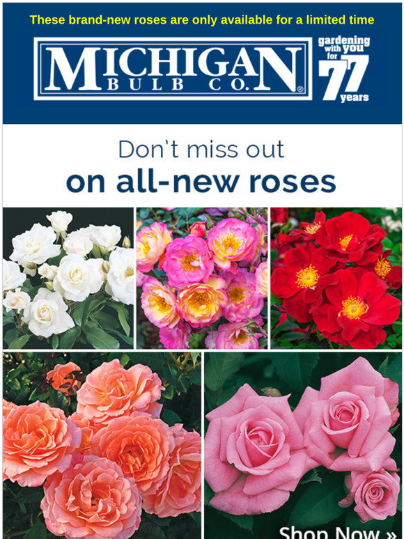 Michigan Bulb: Have you seen these new roses? | Milled