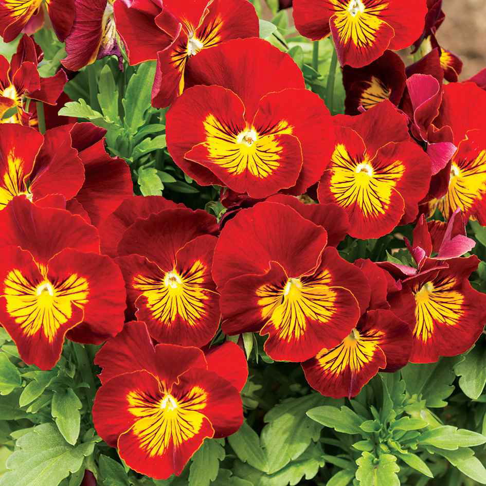 Gardening Direct Pre Order Your Winter Pansies From Just £13 99 Milled