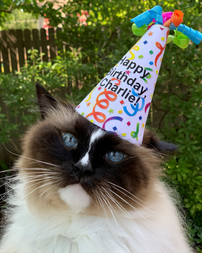 Floppycats Com Newsletter Charlie S 11th Birthday Giveaway Fun New Product Review Happy Birthday Charlie Ragdoll Of The Week Milled