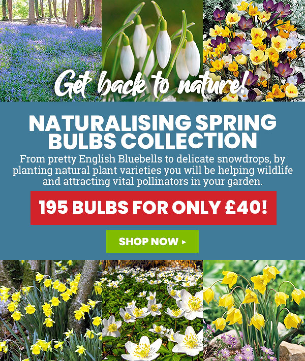 Suttons Seeds The 2021 Bulb Catalogue Is Here! Milled