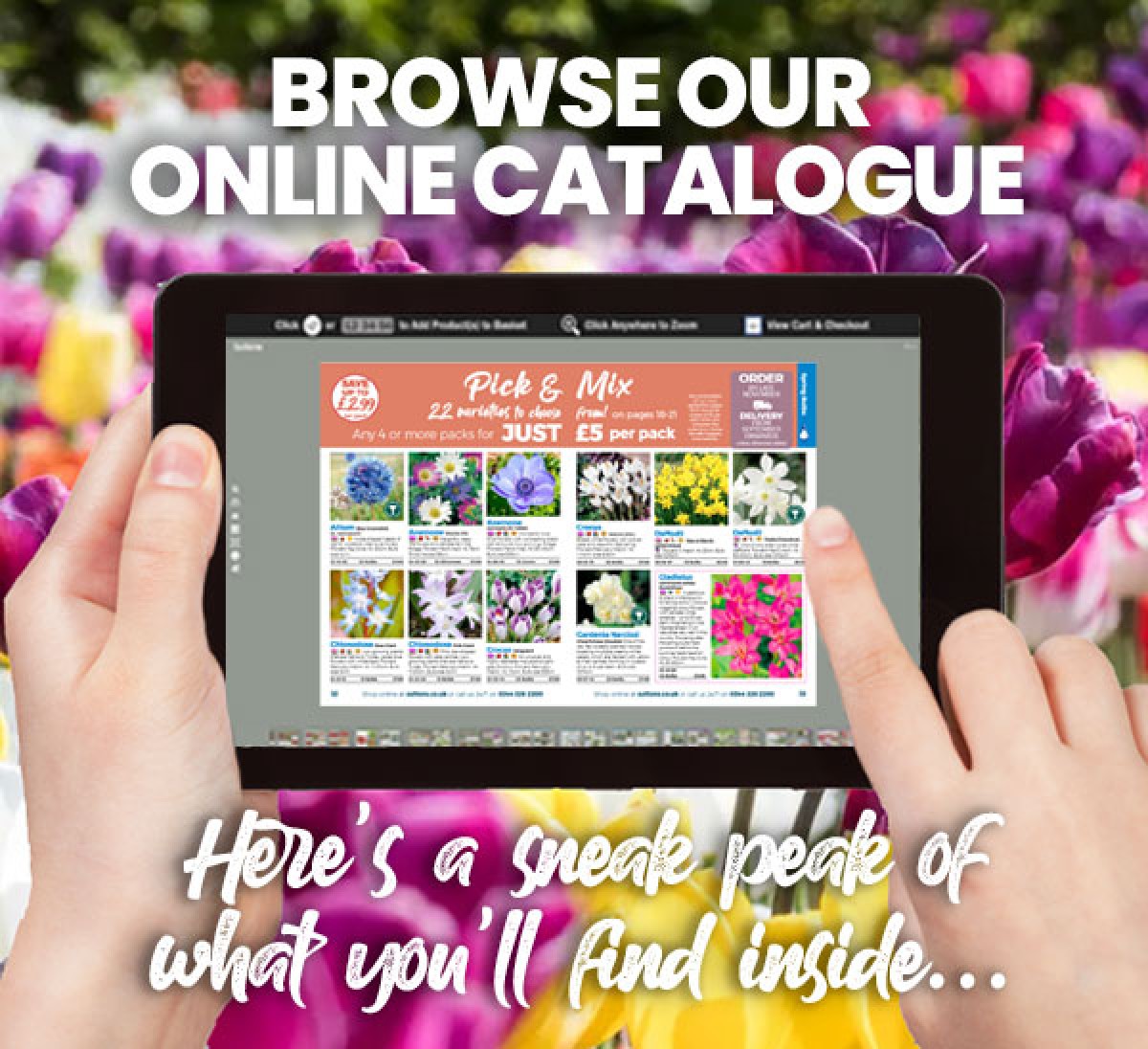 Suttons Seeds The 2021 Bulb Catalogue Is Here! Milled