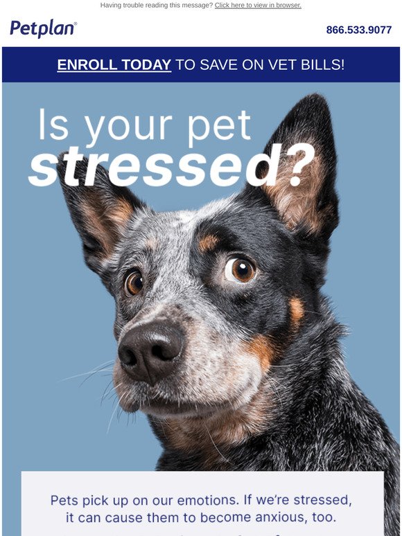 Is your recent stress impacting your pack ?