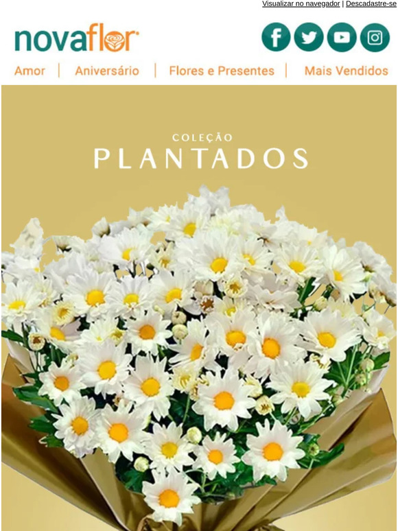 ColeÃ§Ã£o Plantados ï»¿ð· | Beleza para o seu ambiente ï»¿ð