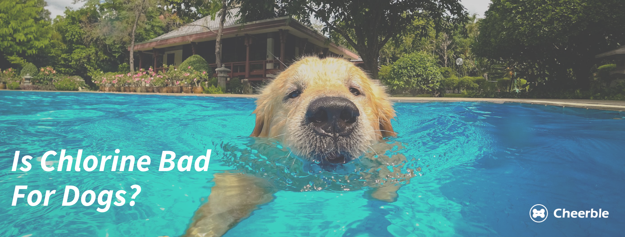 is chlorine bad for dogs skin