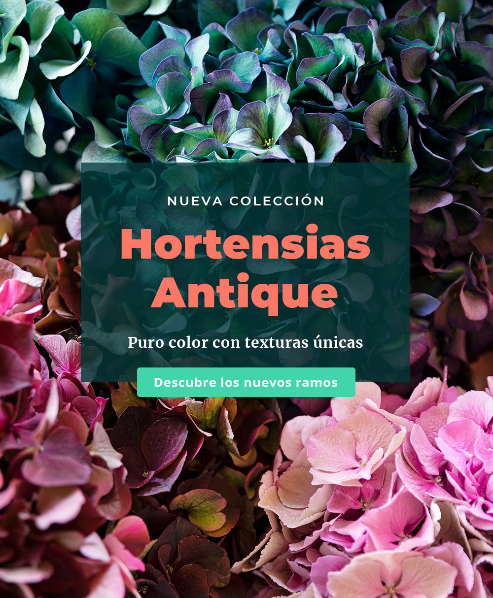 Colvin: -15% en la nueva colección de Hortensias ? | Milled