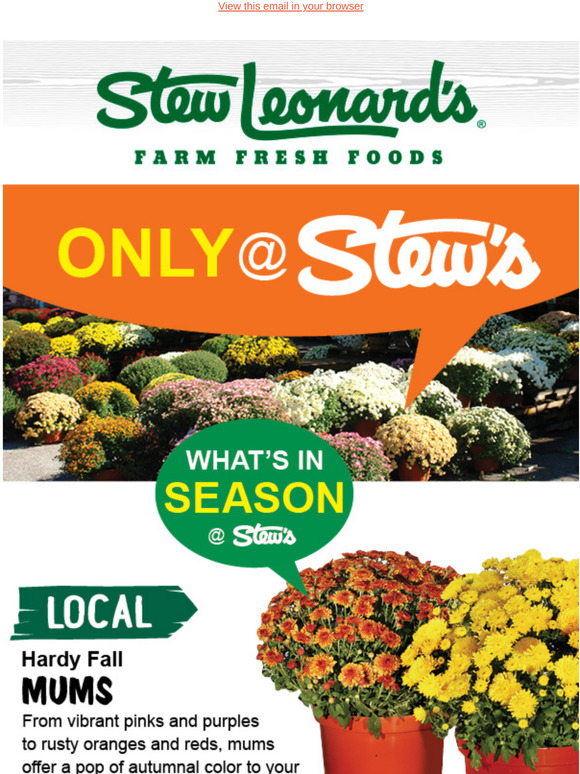 Stew Leonard's Gifts Only At Stew’s Mum's The Word! Milled