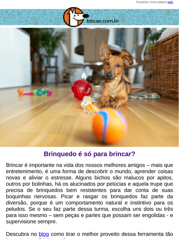 Por que brincar é tão importante para cães e gatos