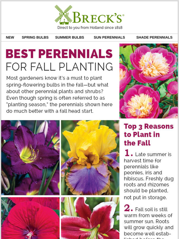 Breck's Should you plant them ALL in FALL? Milled