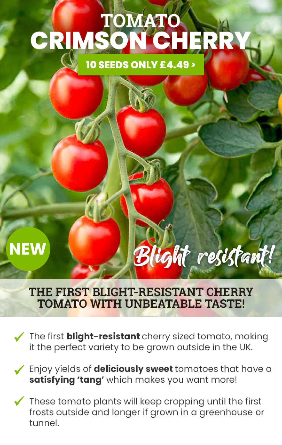 Other Seeds & Bulbs TOMATO DWARF VERANDA RED 12 FINEST SEEDS Garden & Patio