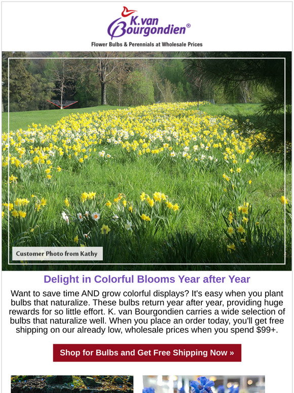 kvan bourgondien coupon