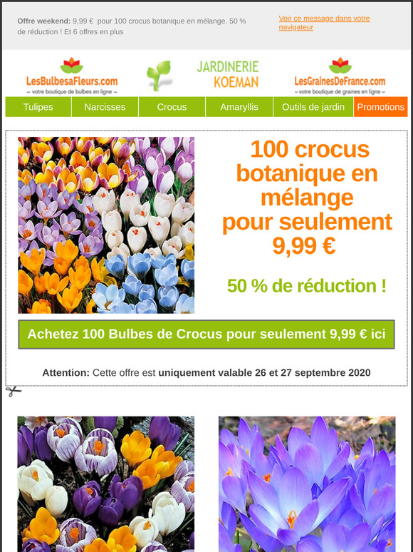 Acheter Plante Panier des bulbes 250x210x75 mm. - Nature? Commandez en  ligne au Jardinerie Koeman