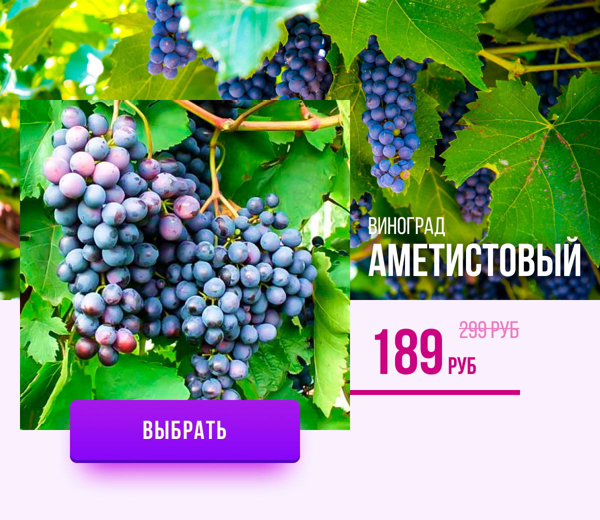 Виноград аметистовый фото