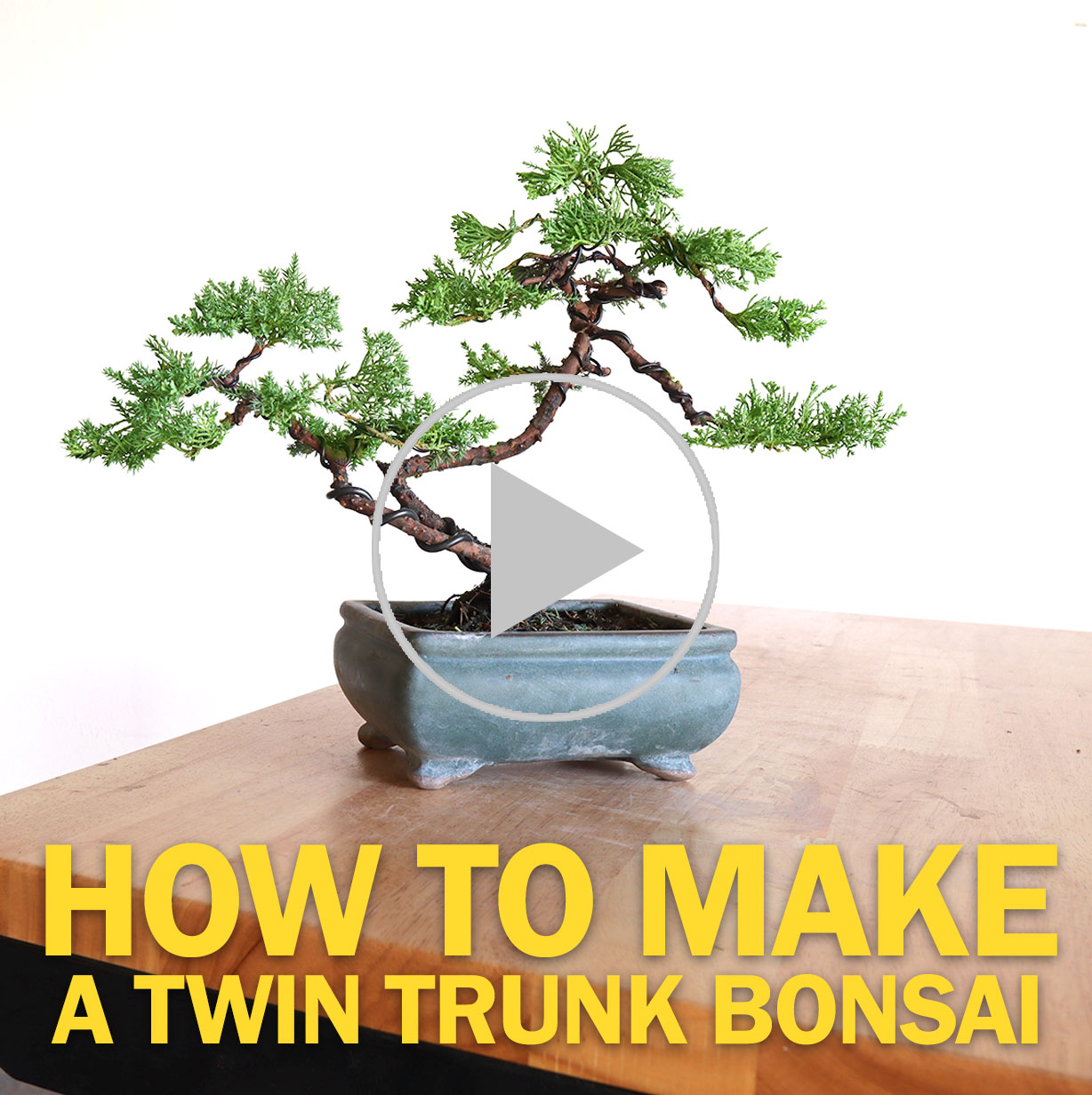 Eastern Leaf Video How To Make A Twin Trunk Bonsai For Beginners Milled