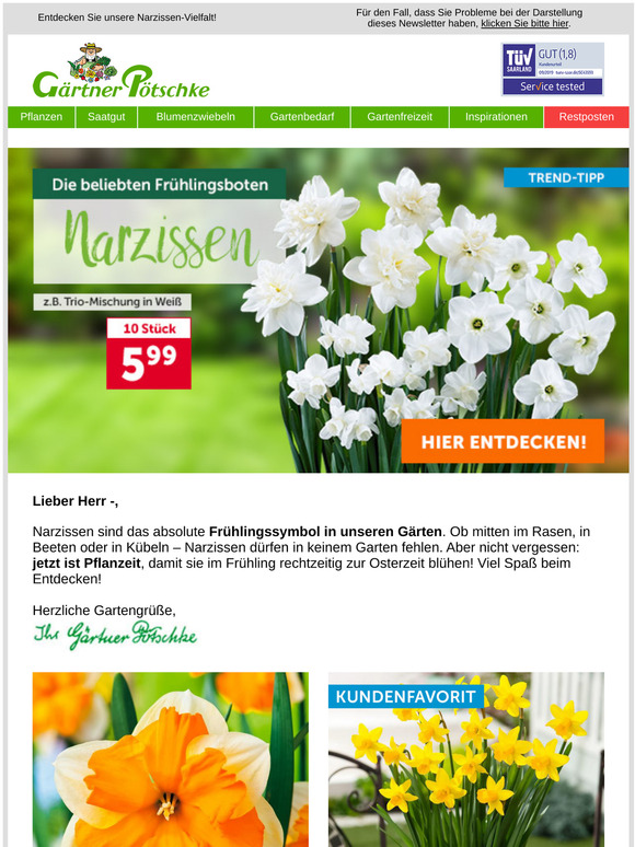 💖 Narzissen – Die beliebten Frühlingsboten