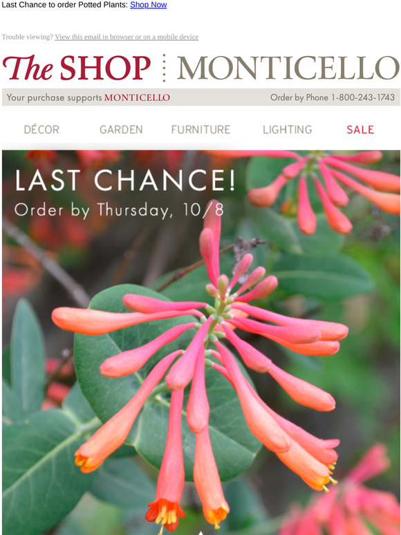 🌸Last Chance to order Potted Plants!