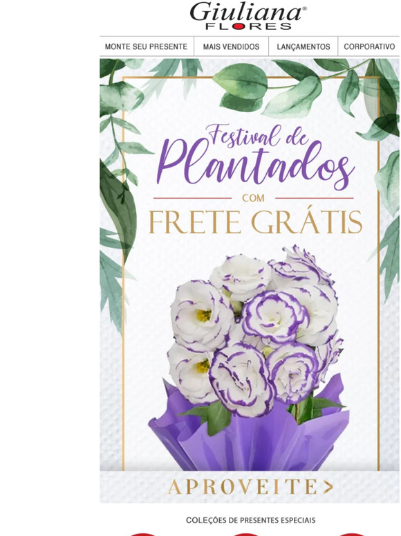 Os PLANTADOS que a gente ama! ﻿😍﻿🌻