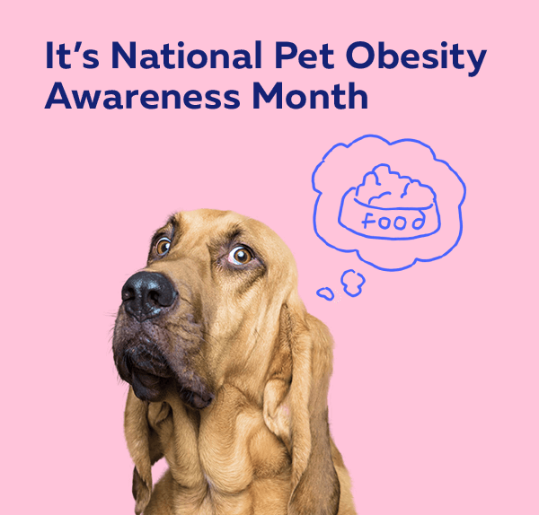 Petplan Pet insurance Has your pack gained too much weight? Milled