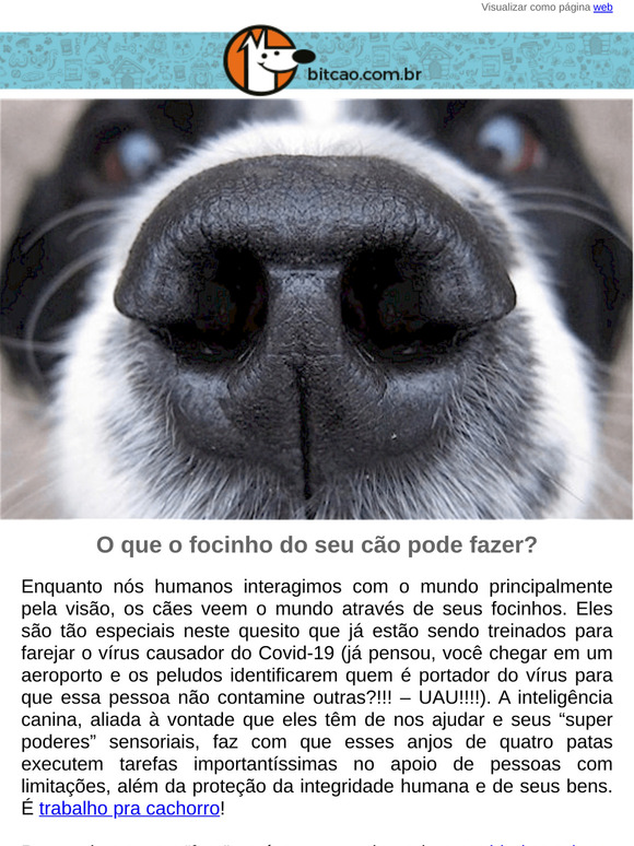 Você sabe o poder do olfato canino?