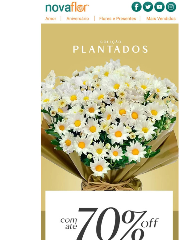 Plantados imperdíveis esperam por você 🌱