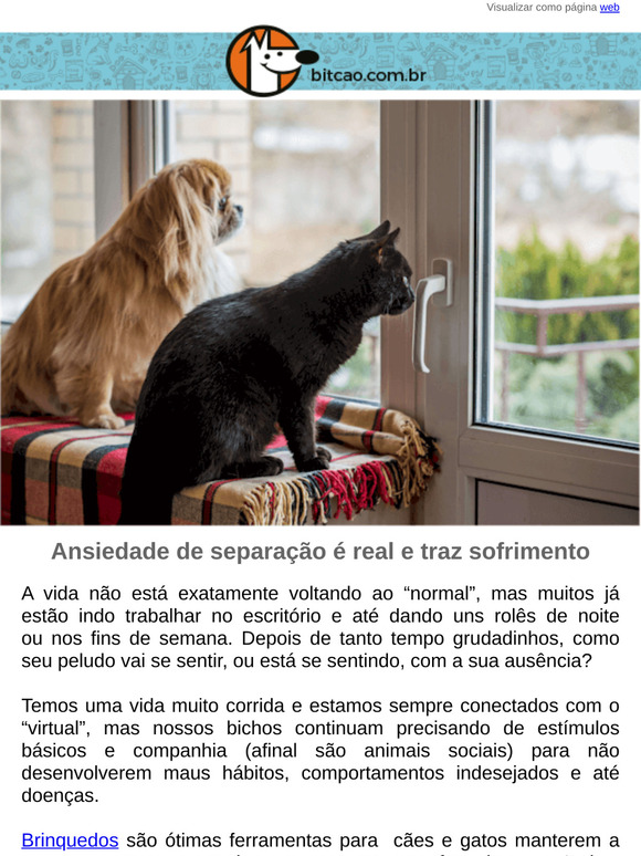 Seu peludo passa muito tempo sozinho?
