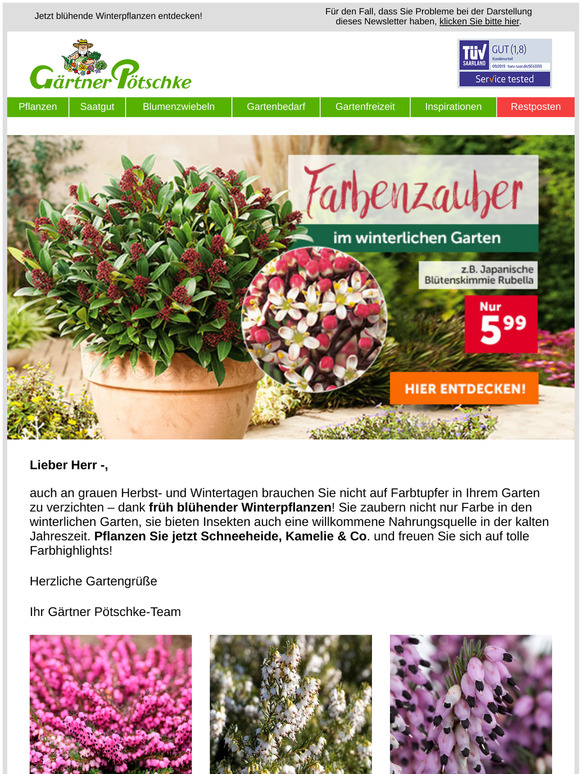 🍂 Farbenzauber für Ihren winterlichen Garten
