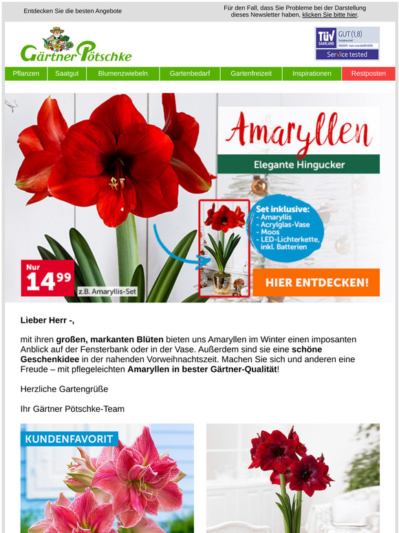 🌟 Oh du schöne Amaryllen-Zeit!