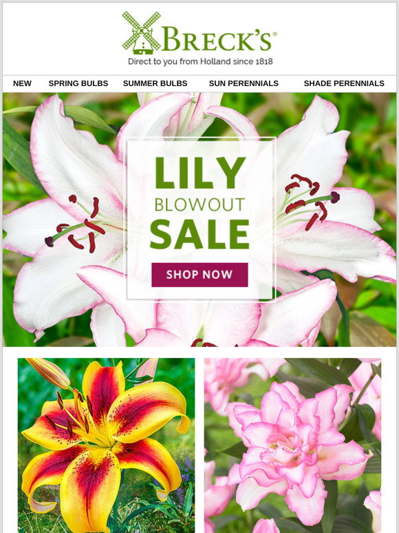 Breck's: Unbelievable Bulb Deals! | Milled
