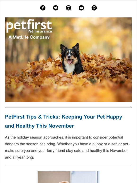 Tips and Tricks from Your Friends at PetFirst