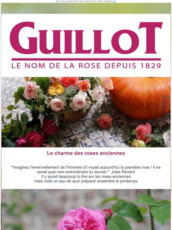 Roses Guillot Le Charme Des Roses Anciennes Milled