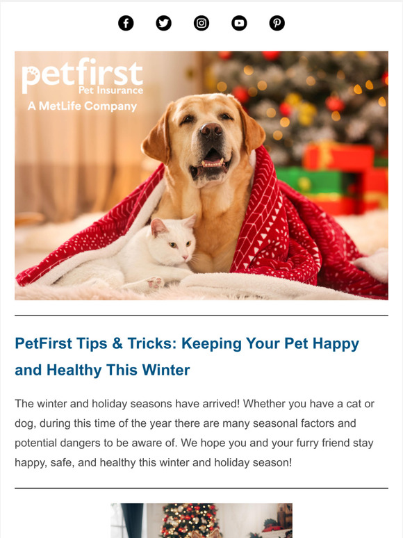 Tips and Tricks from Your Friends at PetFirst